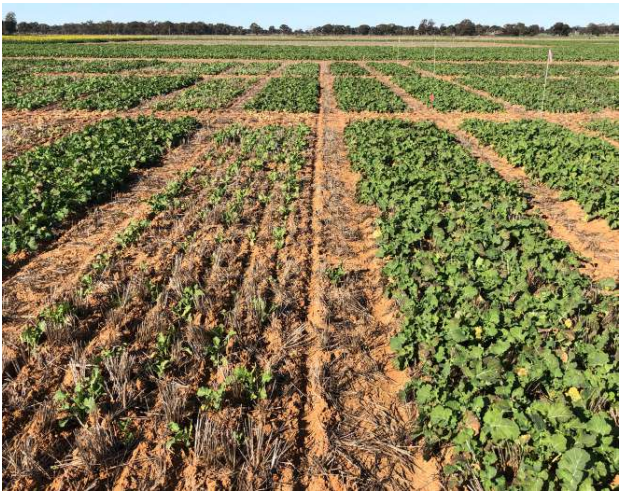 Rows of young green crops in a field separated by bare soil under a clear sky.