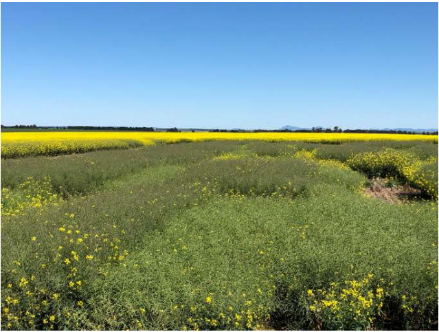 Green field with yellow wildflowers under a clear blue sky, viewed from a dirt path