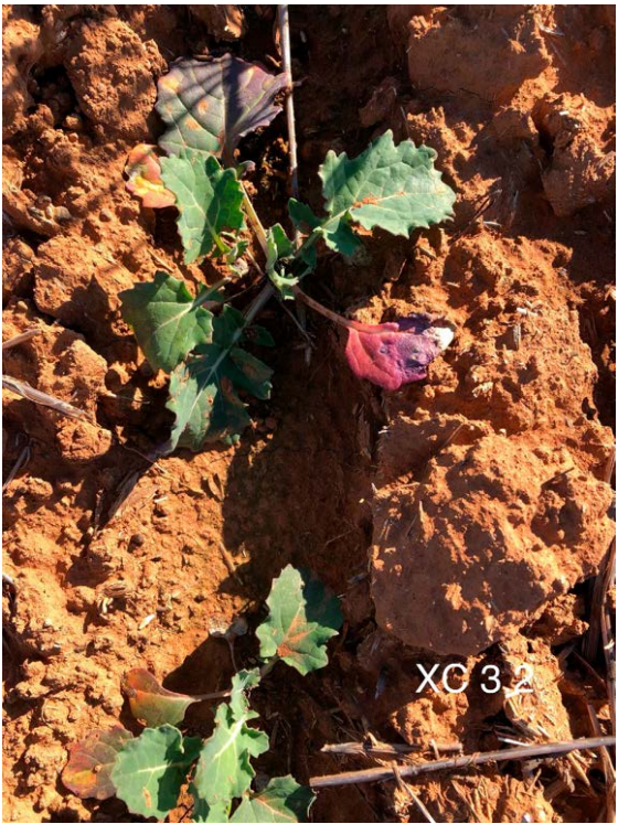 Small green plant with a pink flower growing in dry reddish soil