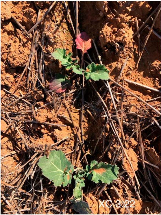 Small green seedling with reddish leaves growing in dry brown pine needles and dirt