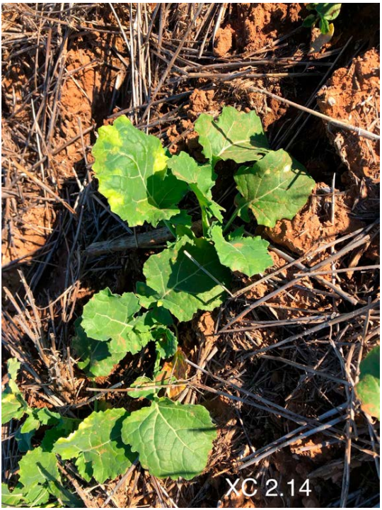 Small green seedling with broad leaves growing in dry brown mulch and twigs outdoors