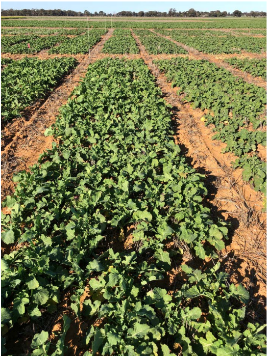 Rows of green crops growing in a field under a clear sky