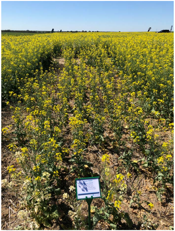 Yellow flowering field with a small sign in the foreground under a clear blue sky