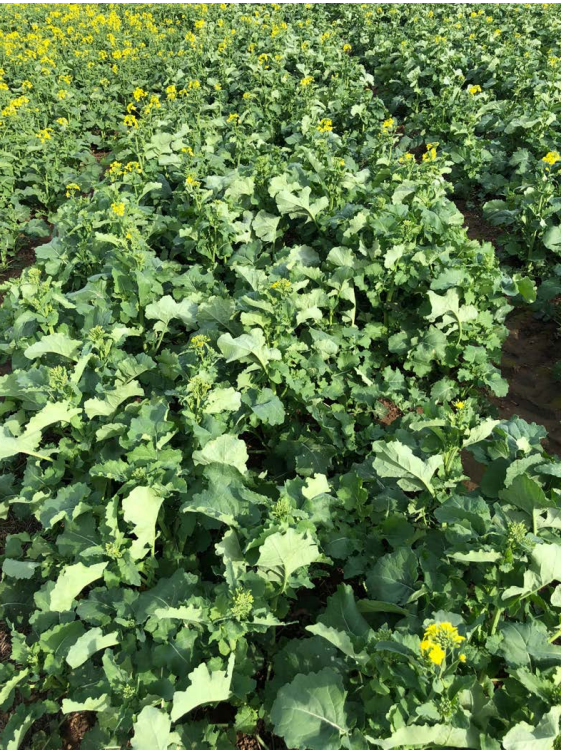 Dense green crop field with scattered yellow flowers under sunlight