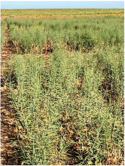 Dense green weeds in a grassy field under a clear sky
