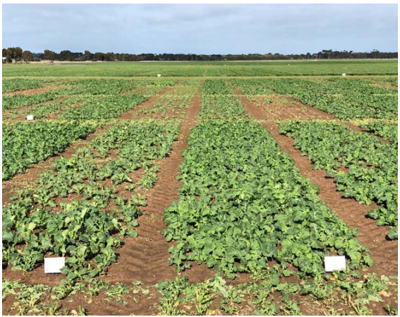 Rows of green crops growing in a field beneath a cloudy sky, with soil paths between rows.