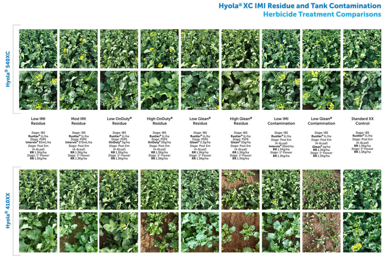 Grid of herbicide trial photos showing treated green weeds and brown die-off under different treatments