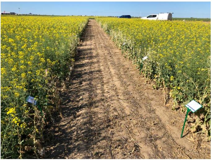 Dirt path through yellow-flowered crop field under clear blue sky, with small signs along the rows.