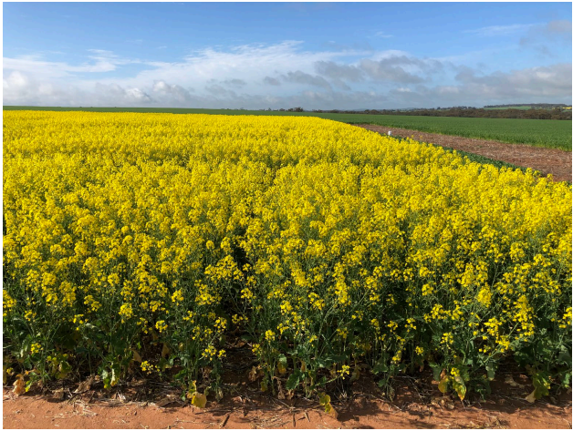 Bright yellow flowering field under a blue sky beside a dirt road and green farmland