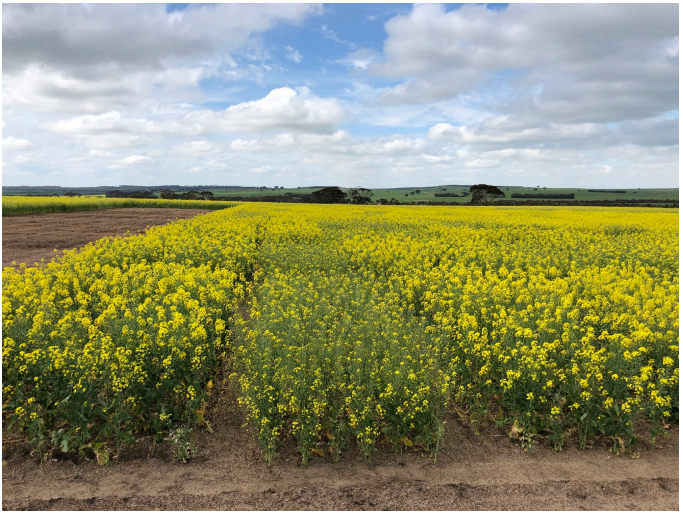 Yellow flowering field under a cloudy sky, with rows of crops stretching into the distance.