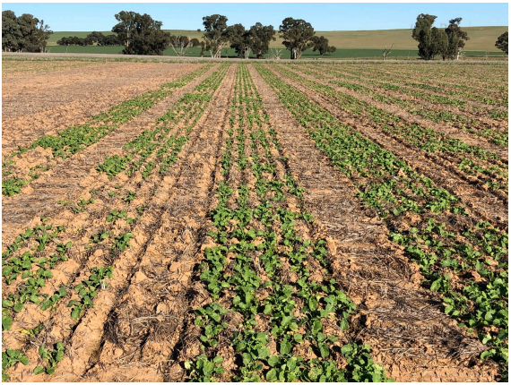 Rows of young green crops growing in a dry farm field under a clear sky