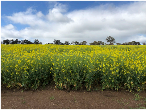 Yellow flowering field under a cloudy sky with trees on the horizon.