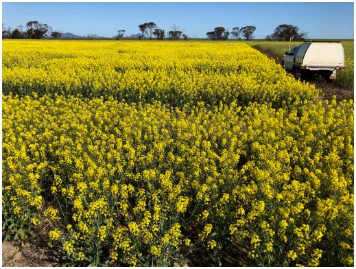 Bright yellow flower field with a small vehicle at the right edge under a blue sky