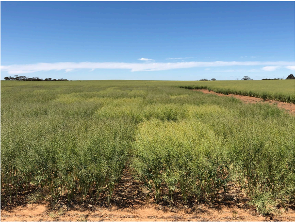 Grassy field under a clear blue sky, with a dirt path and distant trees on the horizon