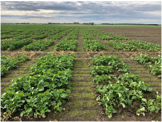 Rows of green crops growing in a wide agricultural field under a cloudy sky.