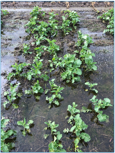 Young green plants growing in muddy garden rows after rain