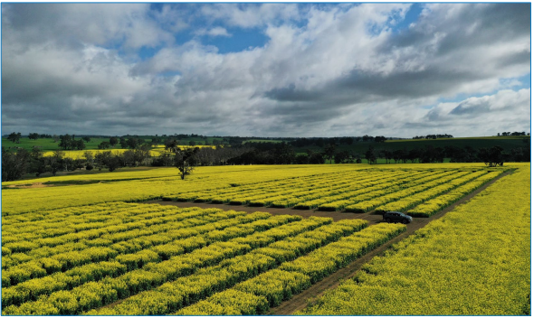 Yellow crop rows under a cloudy sky in a rural field