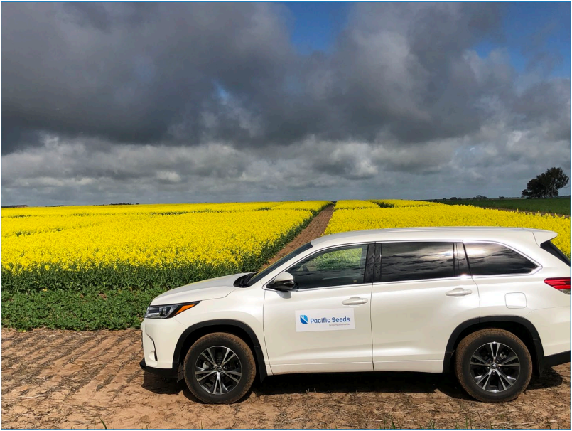 White SUV parked beside a yellow flower field under dark cloudy sky