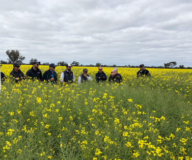 People standing in a yellow flower field under a cloudy sky