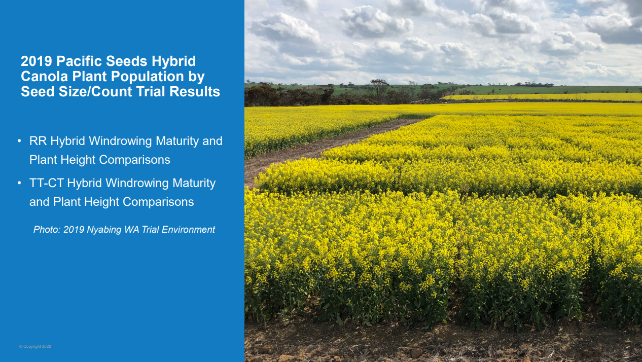 2019 Pacific Seeds hybrid canola seed size/count trial results.