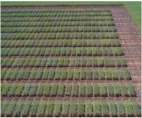 Rows of green crops in a field with a brown dirt path on the right.