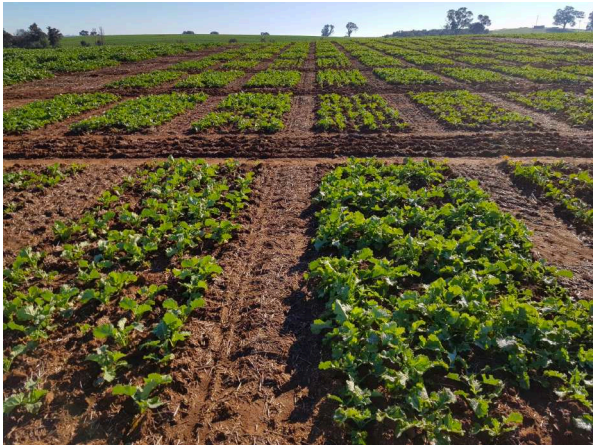 Rows of green crops growing in a brown field under a clear sky