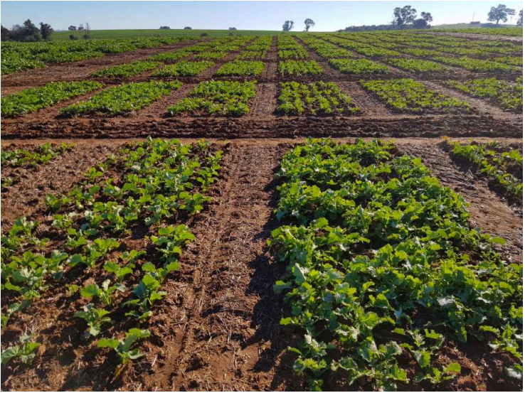 Rows of green crops growing in a cultivated field under a clear sky