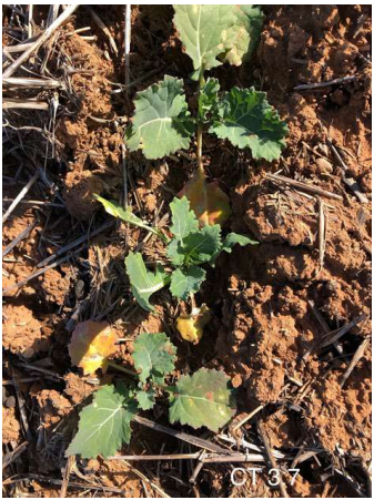 Small green seedling with scalloped leaves growing in brown mulch and dry soil