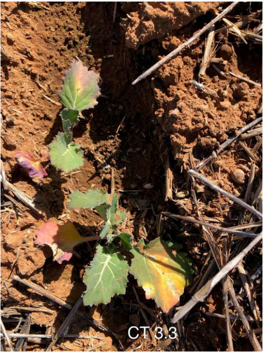 Small green and yellow seedling growing in dry, cracked soil with twigs around it