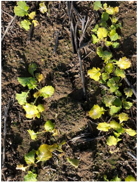 Young green plants growing in rows in dry soil, viewed from above