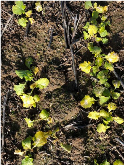 Small yellow wildflowers growing among dry brown soil and sticks