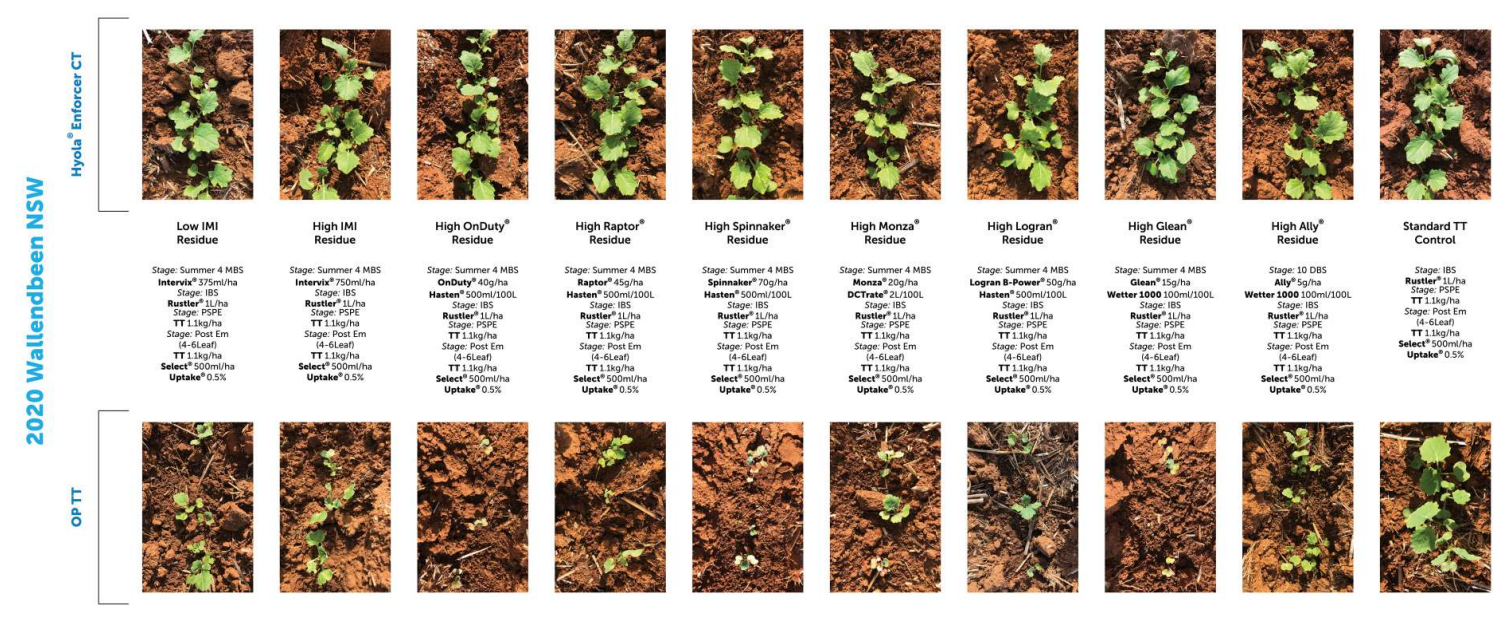 Grid of 24 small brown-green plant close-ups with brief captions, arranged in two rows on a white background