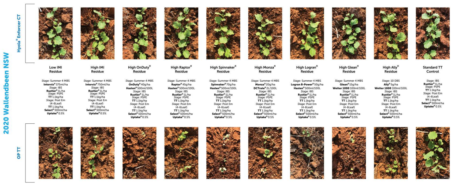 Grid of small plant sample photos with labels, showing multiple leaf disease examples and symptoms.