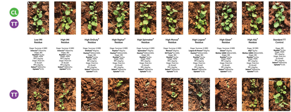Collage of multiple small plant-growth photos arranged in rows with tiny labels and colored icons on the left.