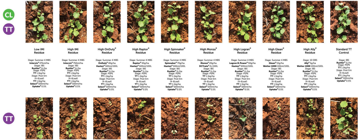 Plant growth comparison chart with multiple vertical seedlings photos and labels on a white background