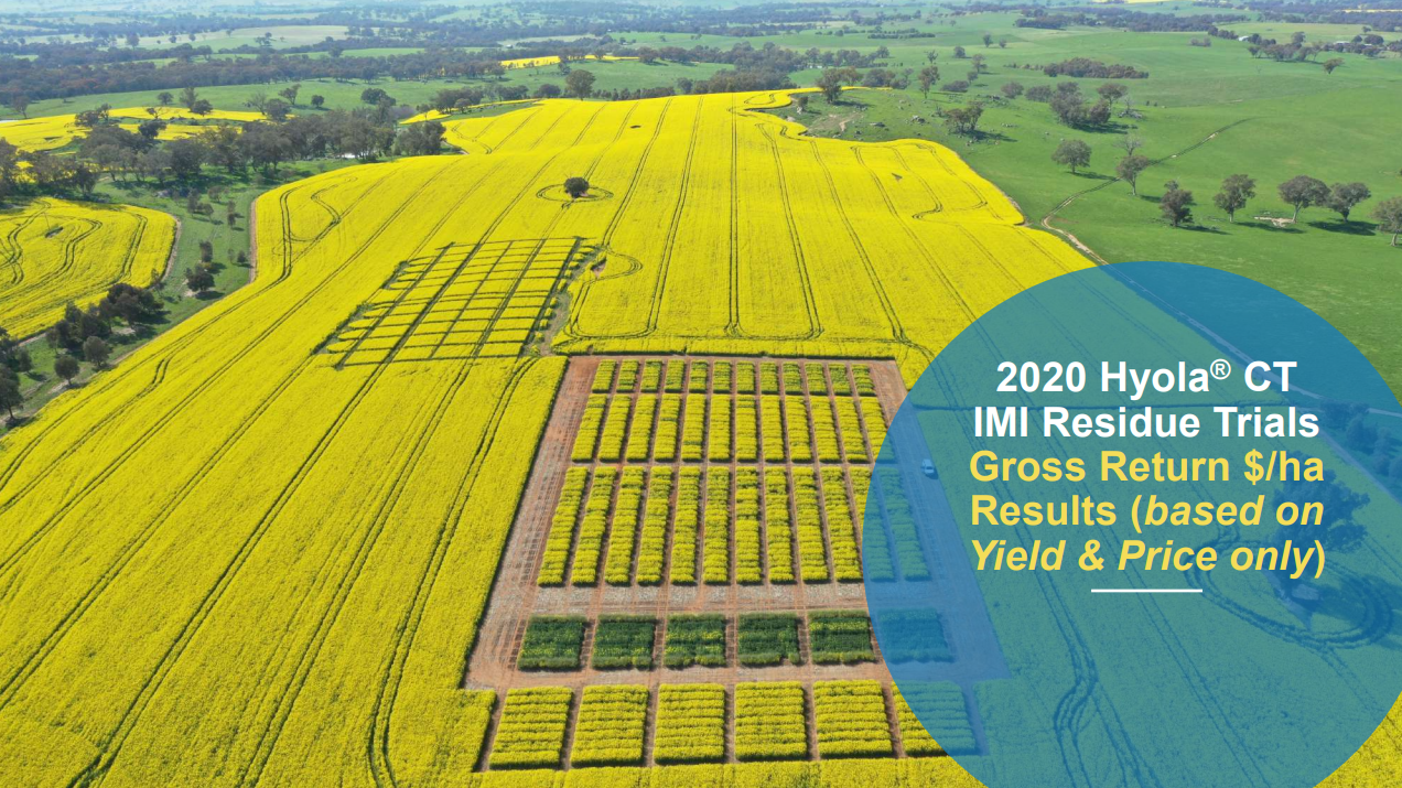 Aerial view of bright yellow canola fields with trial plots and text overlay about 2020 canola trial results.