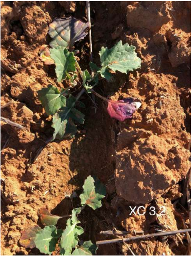Small green plant with purple flowers growing in dry brown soil