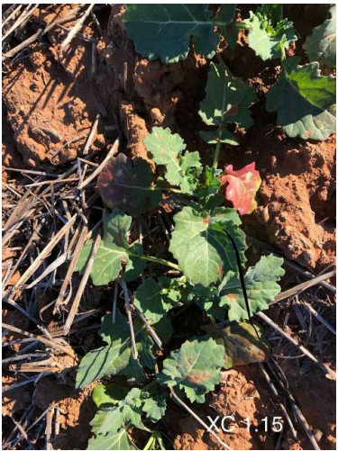 Young green plant with a few red-tinged leaves growing in dry soil and straw mulch