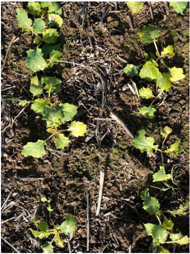 Small green seedlings sprouting in dry soil with scattered mulch and debris.