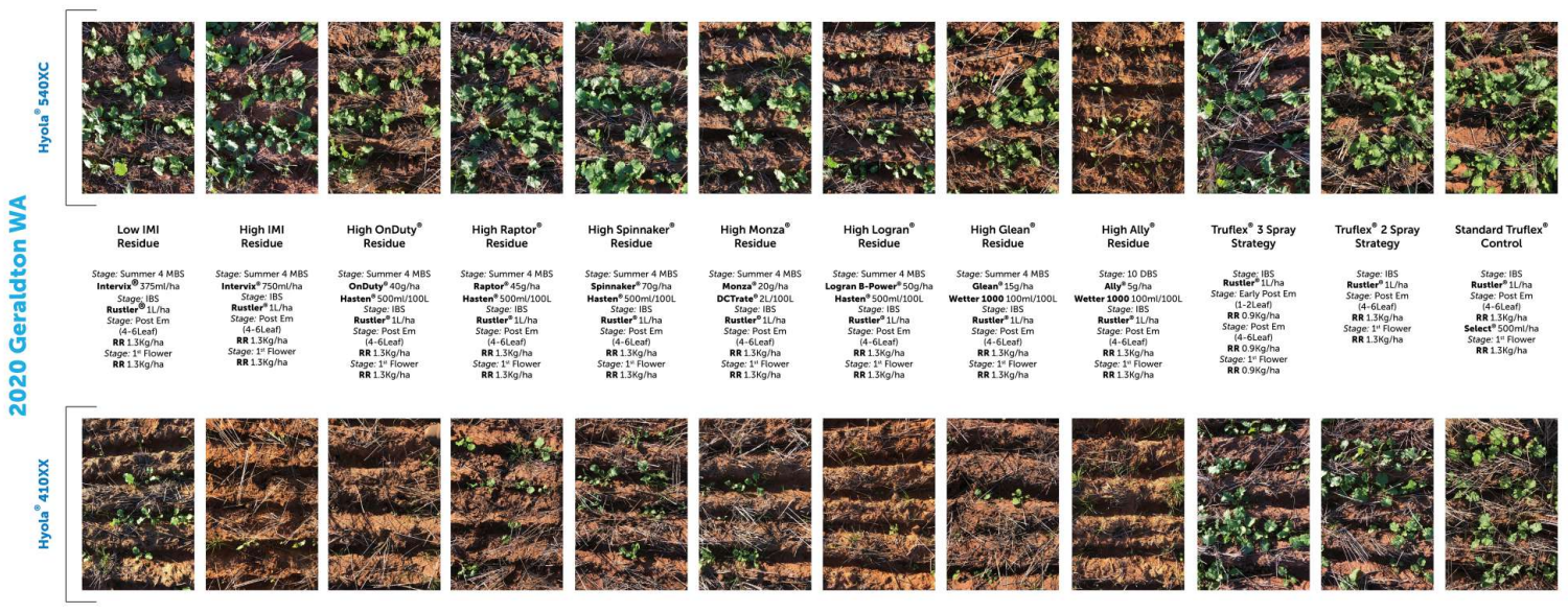 Chart comparing two rows of small plant photos with labels and measurements underneath