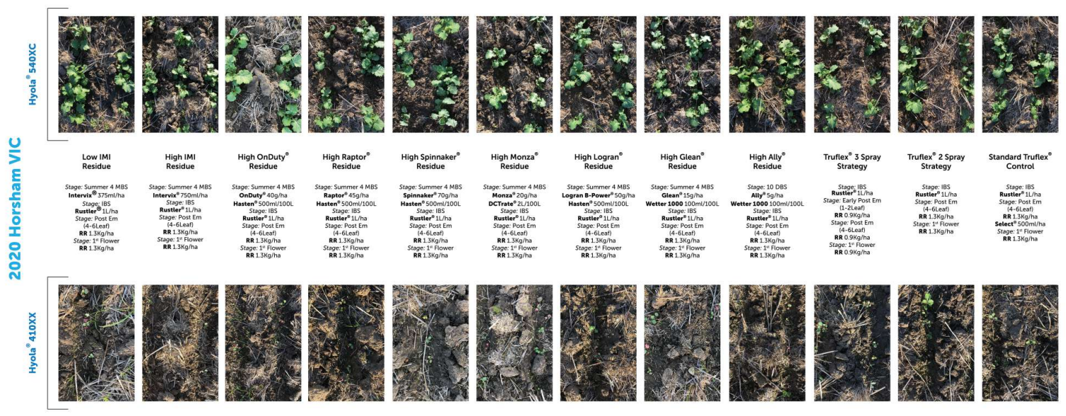 Grid of plant photos showing green foliage changes and darkened stages across multiple samples, with labels beneath each.