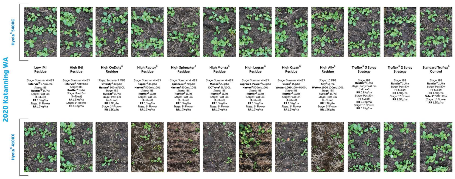 Grid of small plant-growth images comparing green and gray foliage across two rows