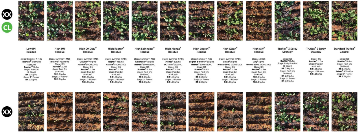 Grid of small plant photos with labels, showing green and brown foliage samples on a white background