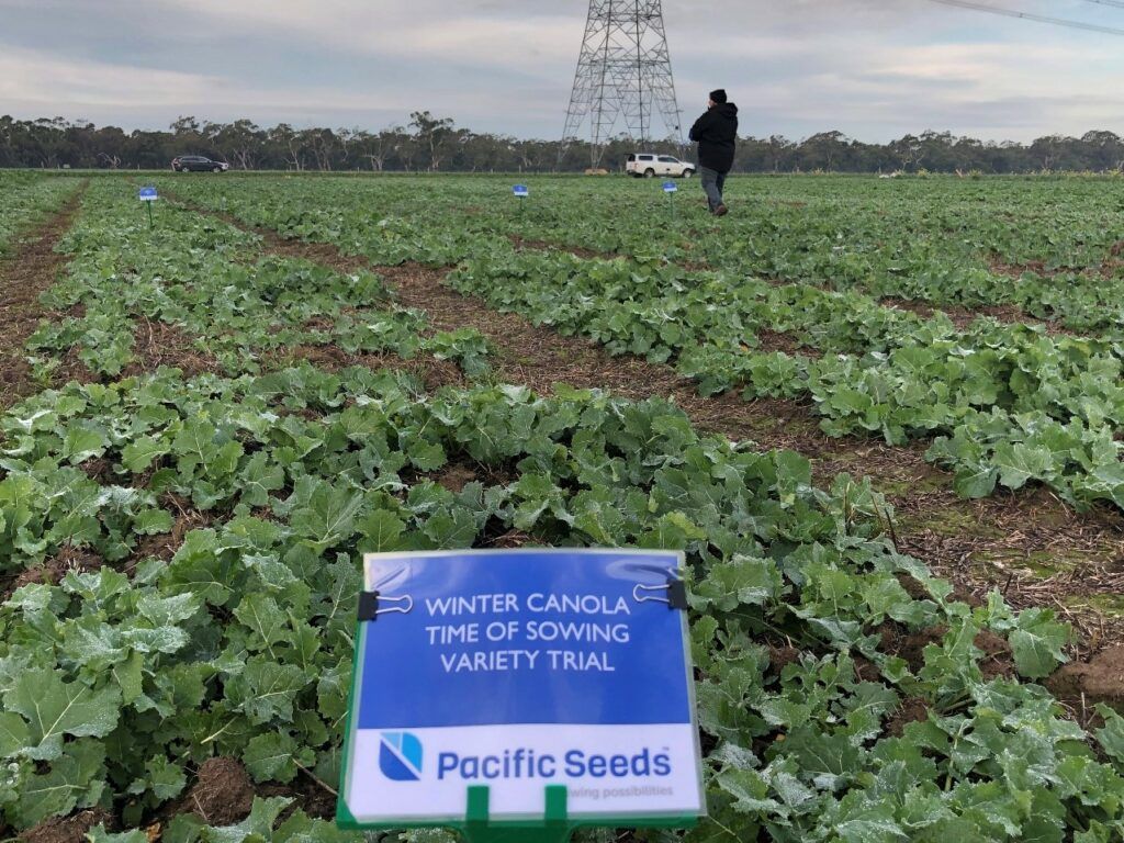 Agricultural field with green crops and a Pacific Seeds sign in the foreground, person walking in the distance