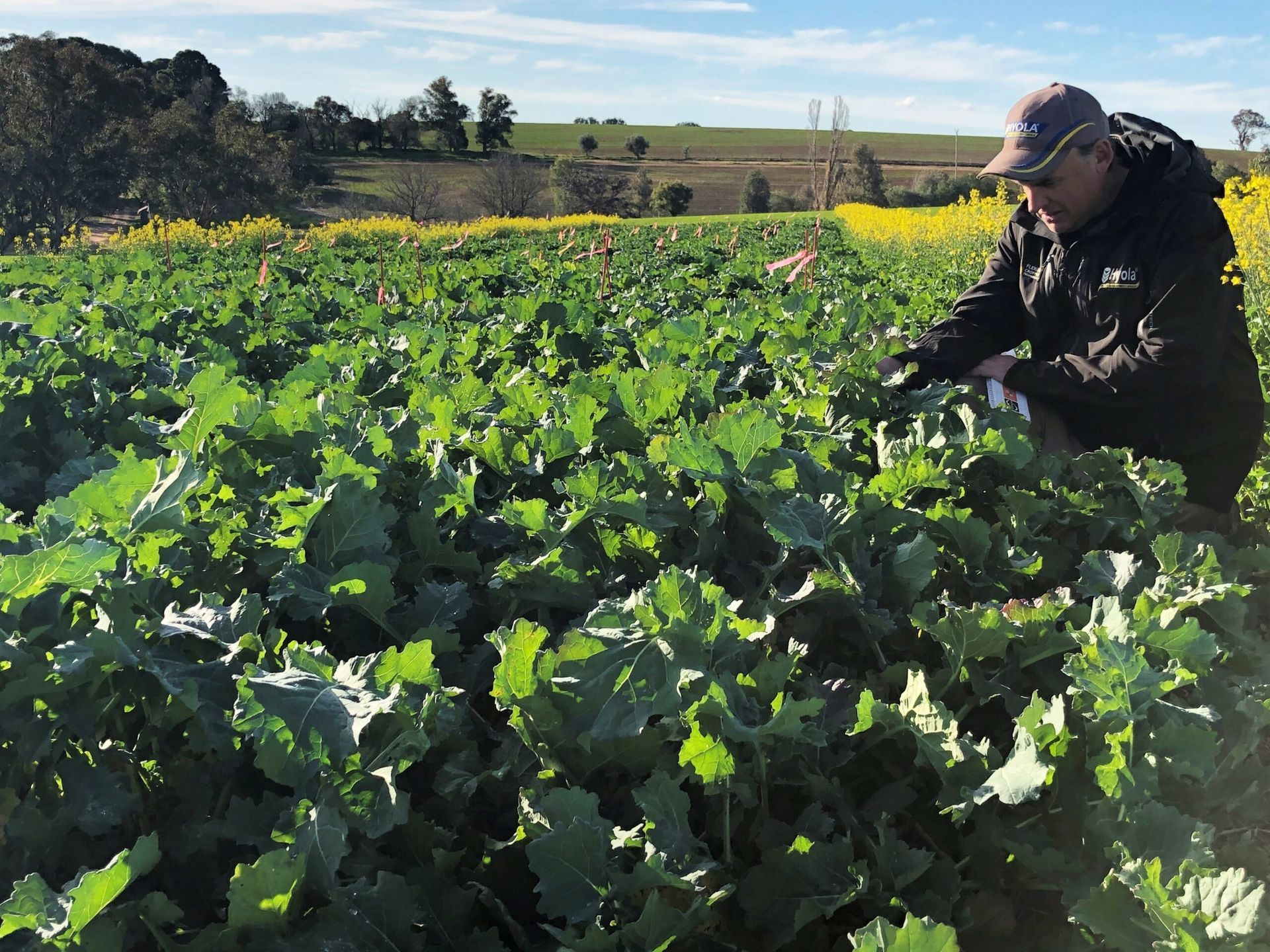 Person harvesting leafy greens in a sunlit field under a clear sky