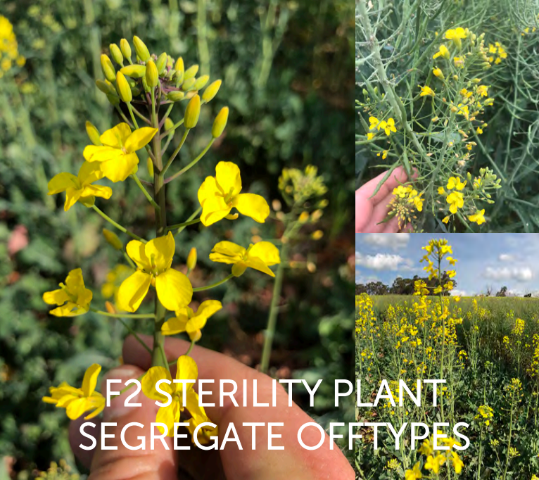 Yellow flowering plant with collage views and text “F2 sterility plant segregate offtypes”