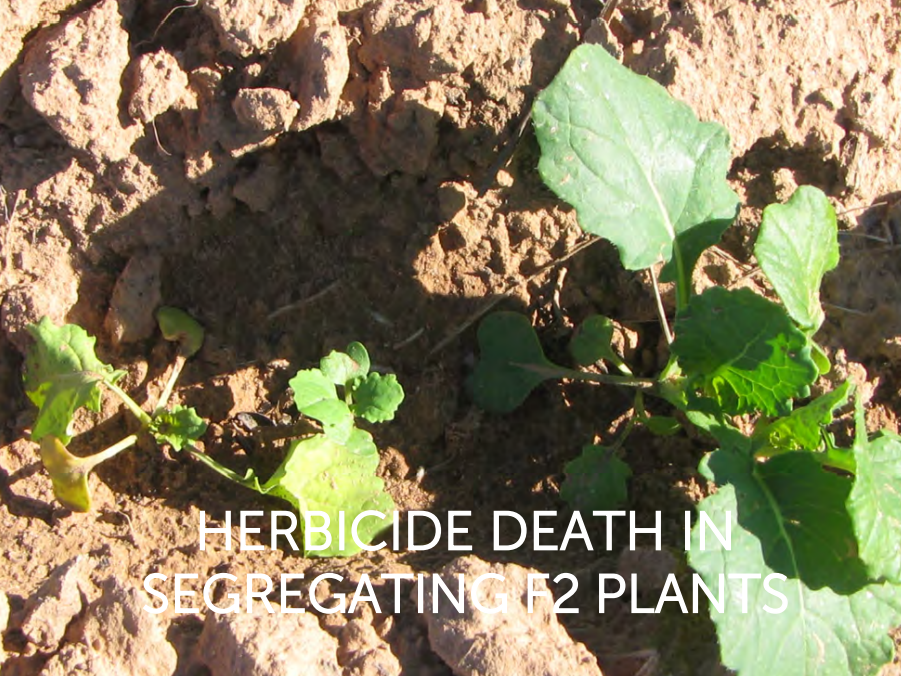 Young green seedlings growing in dry soil with overlaid text about herbicide death in segregating F2 plants