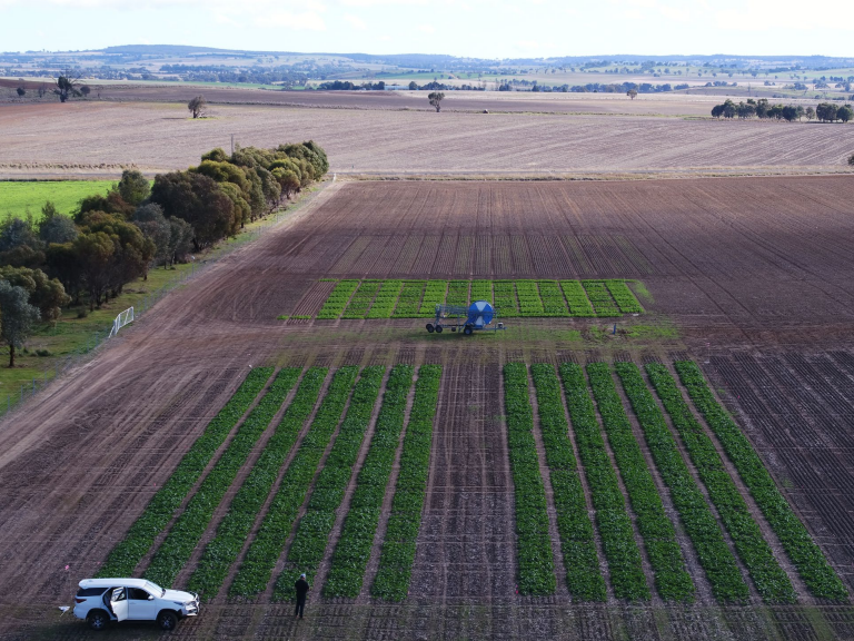 Aerial view of a farm field with rows of crops, a tractor spraying, and a white truck near the edge