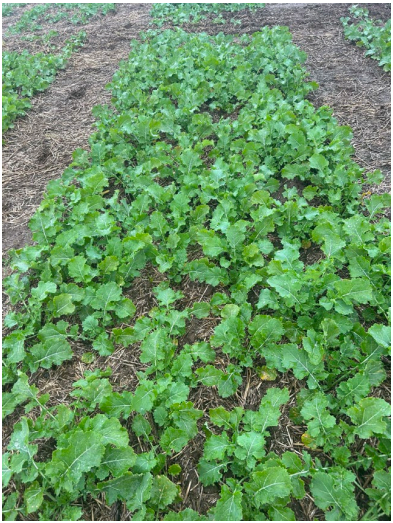Rows of green leafy crops growing in a खेत-like field with bare soil paths on both sides