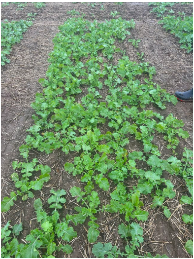 Green leafy crop rows growing in a garden bed with bare soil paths on both sides